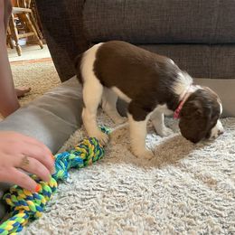 English Springer Spaniel Puppies from Timothy Naylor