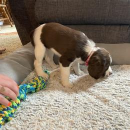 English Springer Spaniel Puppies from Timothy Naylor