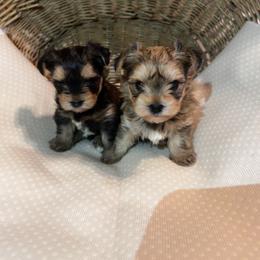 Yorkshire Terrier Puppies from MagnoliaYorkies