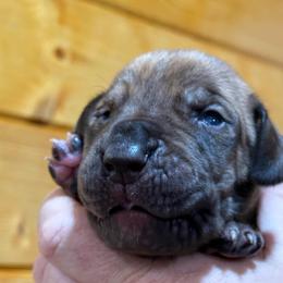 Black mask Mantle Brindle - Brindle male Great Dane puppy in Greenville, South Carolina from Allen’s Ridge Ranch