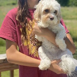 Cavapoos and Goldendoodles from R and H Doodles
