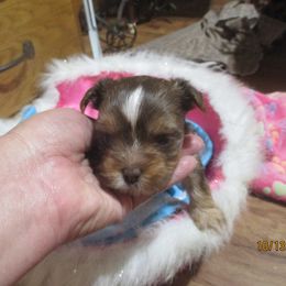 Yorkshire Terrier Puppies from Grandma's Yorkie Cottage