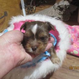 Yorkshire Terrier Puppies from Grandma's Yorkie Cottage