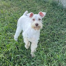 Roxie - Miniature Schnauzer