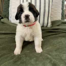 Boy 3 - Red and white Saint Bernard puppy in Albany, Georgia from Magnolia Saint Bernards