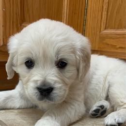White (3500) - Light golden female Golden Retriever puppy in Pahrump, Nevada from Southern Nevada Goldens