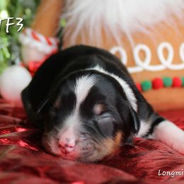 Girl 2 - Black tri female Miniature Australian Shepherd puppy in Elgin, Oregon from LongMile Aussies