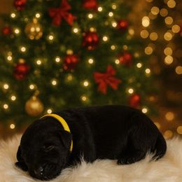 Dasher - Black male Goldendoodle puppy in Fairmount, Georgia from Muscadine Meadows Farm