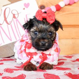 Allie - Black and tan female Yorkshire Terrier puppy in Hugo, Oklahoma from Ann R.