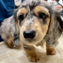 Dachshund Puppies from Island Farms Mimi’s Dachshunds Florida
