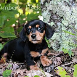 Sage - Black and tan female Dachshund puppy in Allons, Tennessee from Amber's Flock Homestead