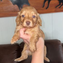 Glory - Red female Dachshund puppy in Goldthwaite, Texas from Mini Mama Dachshunds