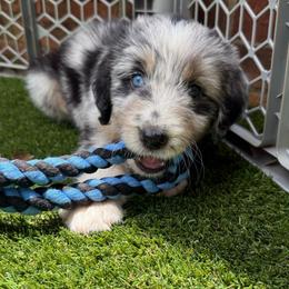 Carol (Captain Marvel) - female Australian Mountain Doodle puppy in Williamston, South Carolina from Sassy Bob’s Dogs
