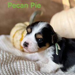 Pecan Pie (Green collar) - Black and white male Havanese puppy in Silverton, Oregon from PNW Havanese