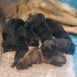 German Shepherd and Siberian Husky Puppies from Sstar