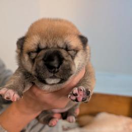 Girl 2 - Red female Shiba Inu puppy in Rohnert Park, California from Shiba Inn