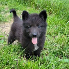 Orange Boy - Black Belgian Tervuren puppy in Kirksville, Missouri from Katahdin Kennel Belgian Tervurens