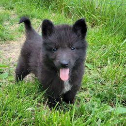 Orange Boy - Black Belgian Tervuren puppy in Kirksville, Missouri from Katahdin Kennel Belgian Tervurens
