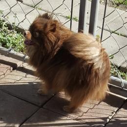 Pomeranians from Ryan's Precious Pomeranians