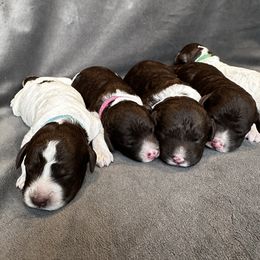 Lagotto Romagnolo Puppies from Lagotto NW
