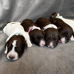 Lagotto Romagnolo Puppies from Lagotto NW
