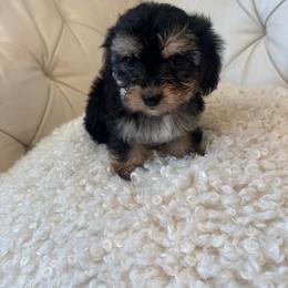 Ivy - Black and tan female Companion Cross puppy in Lafayette, Oregon from Wine Country Cavapoos