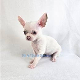 Leprechaun Blue eyes - Merle male Chihuahua puppy in Piqua, Kansas from Cute As A Cupcake Chihuahuas