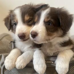 Border Collie Puppies from Collie Wood Hills