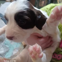 Girl 2 - English Springer Spaniel puppy in Inman, South Carolina from Janna and David springer