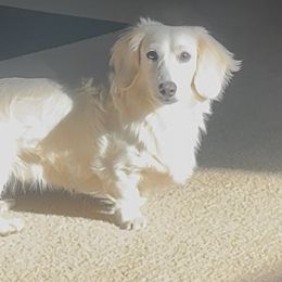 Marsh - Dachshund