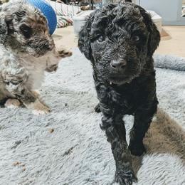 Ember - Black and white female Aussiedoodle puppy in Yacolt, Washington from Aussiedoodles by Maggie