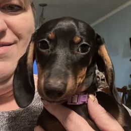 Maggie  - Dachshund