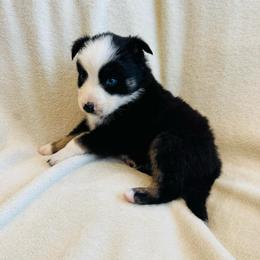 Cobalt - Black tri-color male Australian Shepherd puppy in Heber City, Utah from Junipersdoodles