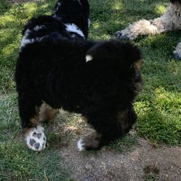 Bernedoodle and French Bulldog Puppies from Top of the Hill Frenchies and Bernedoodles