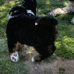 Bernedoodle and French Bulldog Puppies from Top of the Hill Frenchies and Bernedoodles