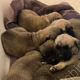 Mastiff Puppies from Blackberry Cabin Farm
