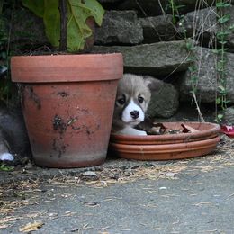 Pembroke Welsh Corgi Puppies from A&A’s Adorable Corgis
