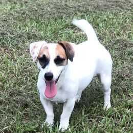 Pembroke Welsh Corgis and Russell Terriers from Rivermont Farm