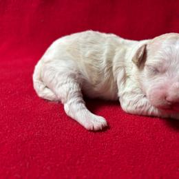 Theodore - Cream male Cavapoo puppy in Greensburg, Kentucky from Doodle Me Crazy