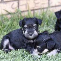 Miniature Schnauzers from Arnold Acres Mini Schnauzers
