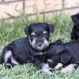 Miniature Schnauzers from Arnold Acres Mini Schnauzers
