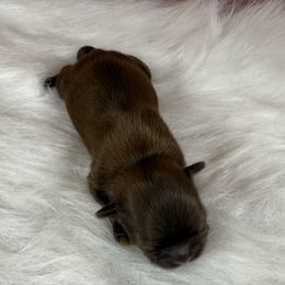 Lexus - Liver female Shih Tzu puppy in Columbia, Kentucky from Lisa Bandy Shih Tzu