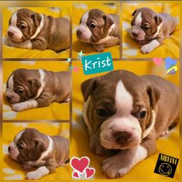 KRIST-Boy 2- Reserved - Red male Boston Terrier puppy in South Of Boston, Massachusetts from Boston Collections