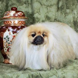 Pekingese Puppies from Andrea Johnson Pekingese