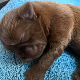 Shih Tzus from Itsy Bitsy Puppies