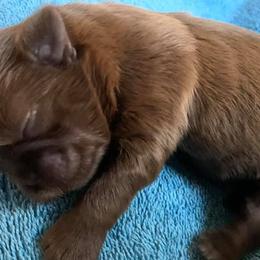 Shih Tzus from Itsy Bitsy Puppies
