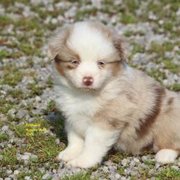 Rex - Red merle male Miniature American Shepherd puppy in Hillsdale, Michigan from Faithwalk Aussies and Mini American Shepherds