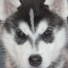 Siberian Huskies from Shamokin Siberians