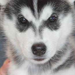 Siberian Huskies from Shamokin Siberians