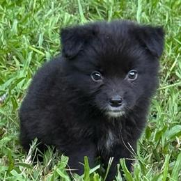 Woody - Black tri male Miniature Australian Shepherd puppy in Patterson, North Carolina from DreamLine Aussies